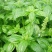 大叶罗勒种子台湾九层塔驱蚊易种药食两用香草种子