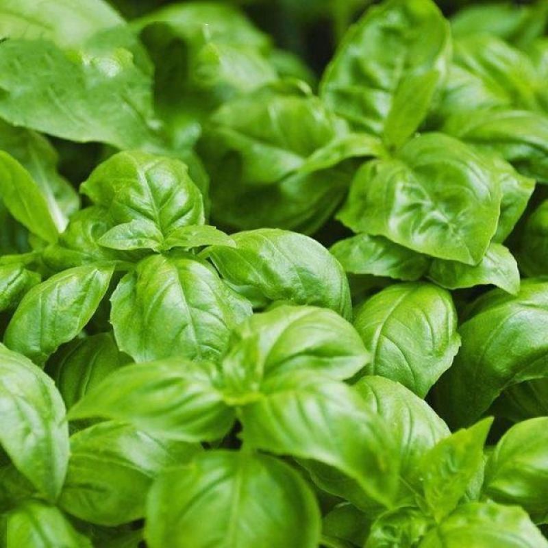 大叶罗勒种子台湾九层塔驱蚊易种药食两用香草种子