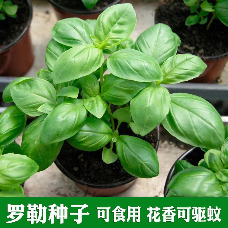 大叶罗勒种子台湾九层塔驱蚊易种药食两用香草种子