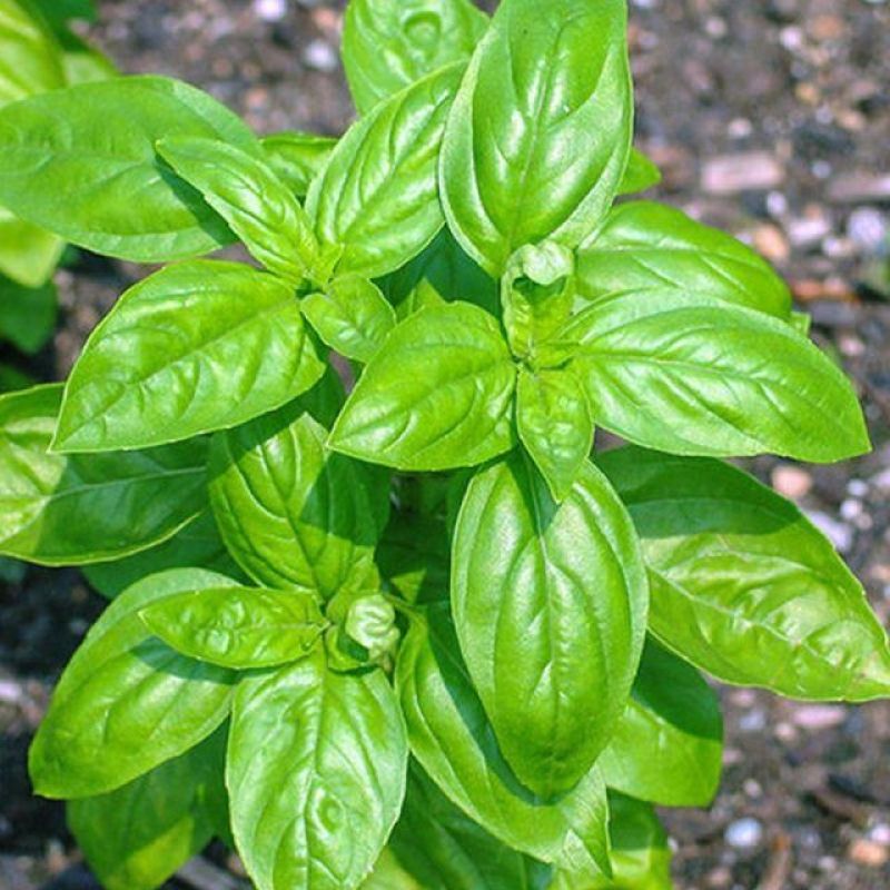 大叶罗勒种子台湾九层塔驱蚊易种药食两用香草种子