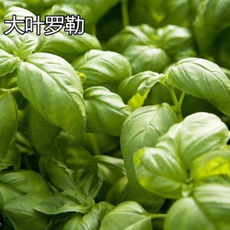 大叶罗勒种子台湾九层塔驱蚊易种药食两用香草种子