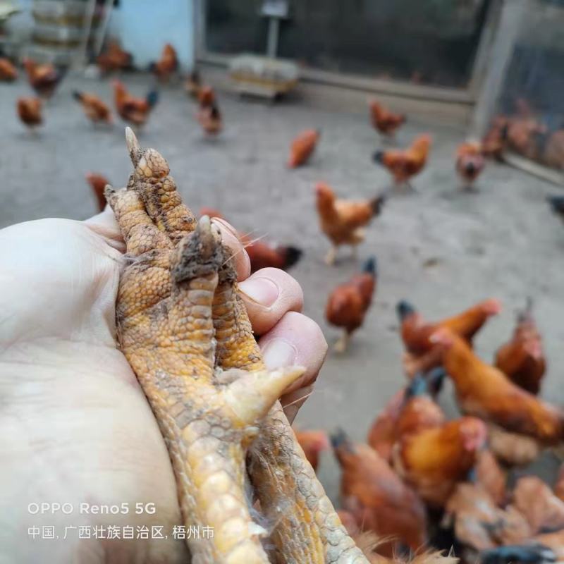 文昌土阉鸡250天老线鸡