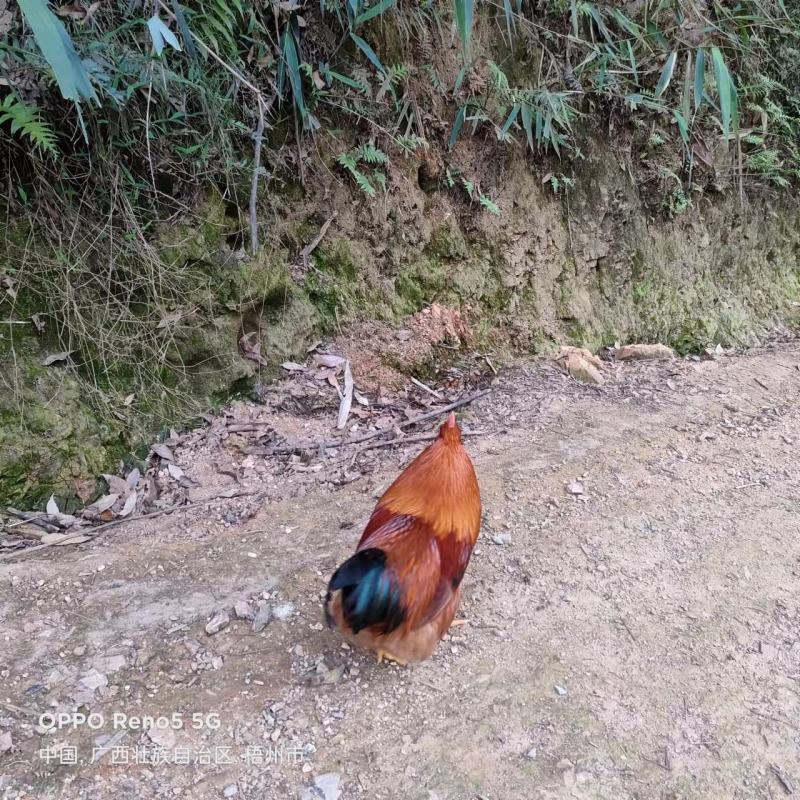 文昌土阉鸡250天老线鸡