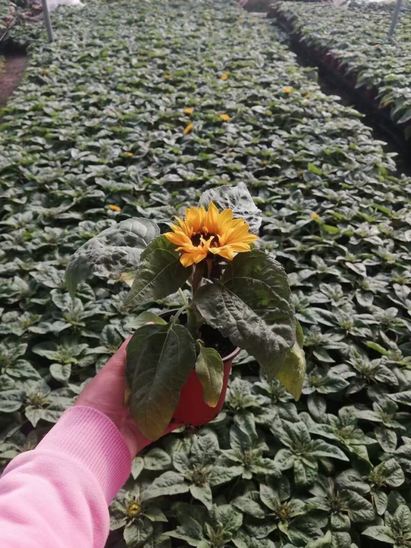 向日葵绿化向日葵基地直发
