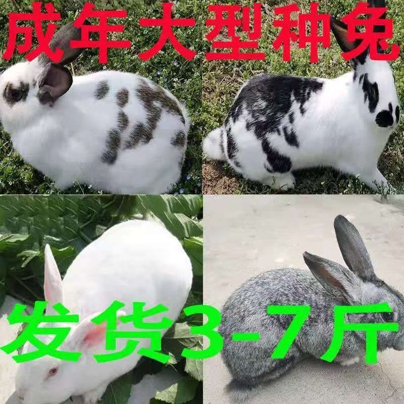 优选种兔苗，小兔，现货，已打疫苗，抗病能力强，快大型