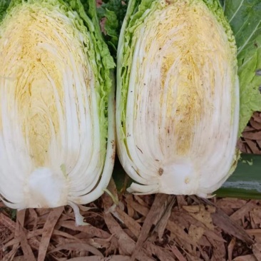 精品大娃娃菜产地直发