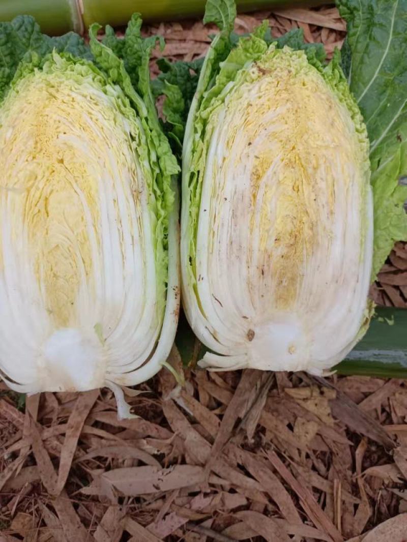 精品大娃娃菜产地直发