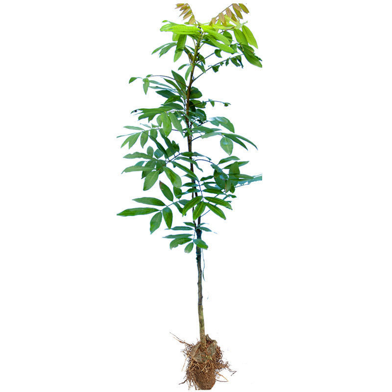 四季龙眼苗桂圆树苗南方种植嫁接苗无核特大石硖龙眼果树苗大
