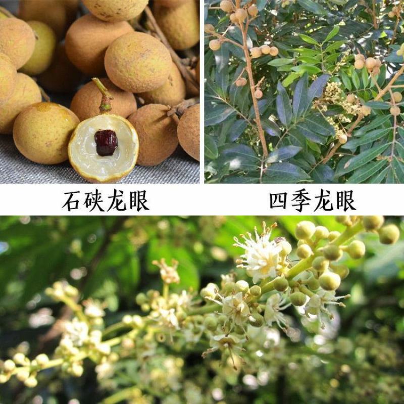 四季龙眼苗桂圆树苗南方种植嫁接苗无核特大石硖龙眼果树苗大