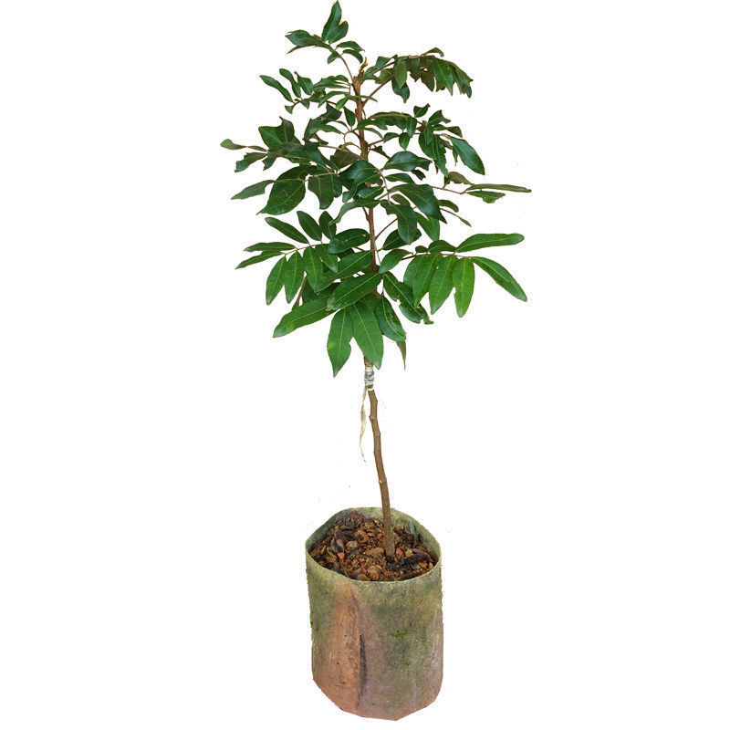 四季龙眼苗桂圆树苗南方种植嫁接苗无核特大石硖龙眼果树苗大
