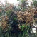 四季龙眼苗桂圆树苗南方种植嫁接苗无核特大石硖龙眼果树苗大