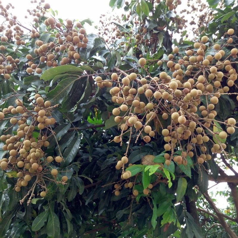 四季龙眼苗桂圆树苗南方种植嫁接苗无核特大石硖龙眼果树苗大