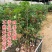 四季龙眼苗桂圆树苗南方种植嫁接苗无核特大石硖龙眼果树苗大