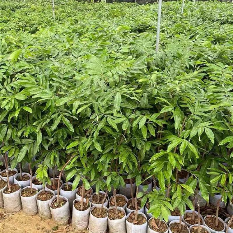 四季龙眼苗桂圆树苗南方种植嫁接苗无核特大石硖龙眼果树苗大