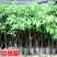 四季龙眼苗桂圆树苗南方种植嫁接苗无核特大石硖龙眼果树苗大