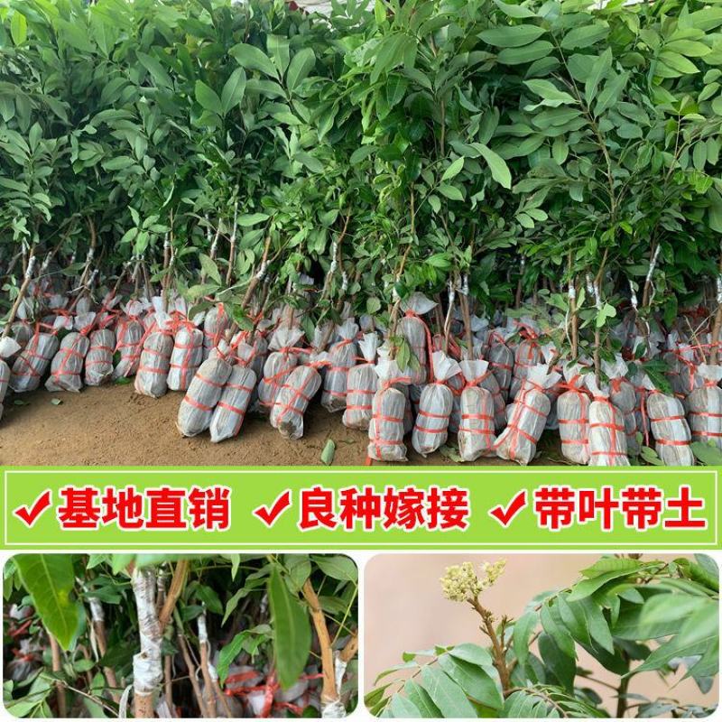四季龙眼苗桂圆树苗南方种植嫁接苗无核特大石硖龙眼果树苗大