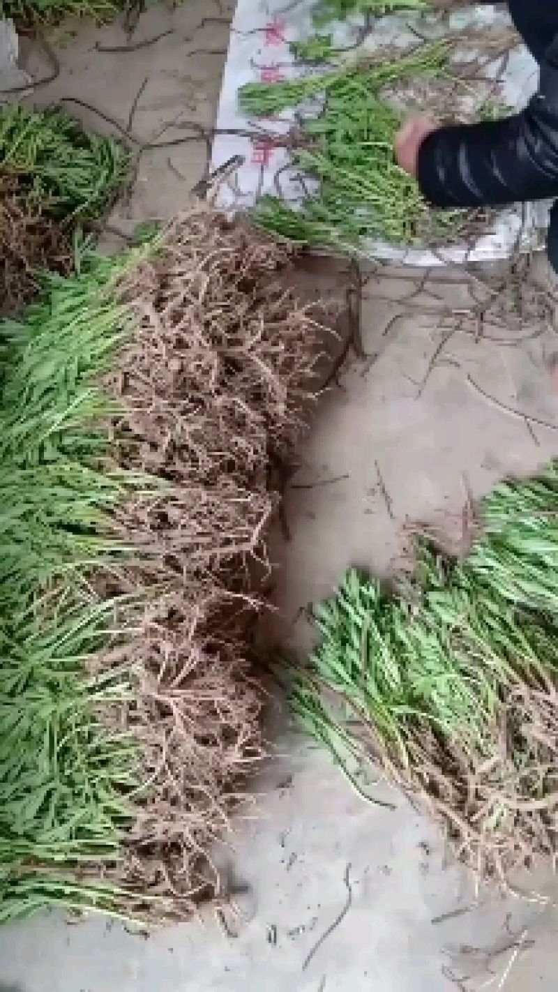 费菜高钙菜苗，多年生阳台盆栽房前屋后均可种植食用观赏均可