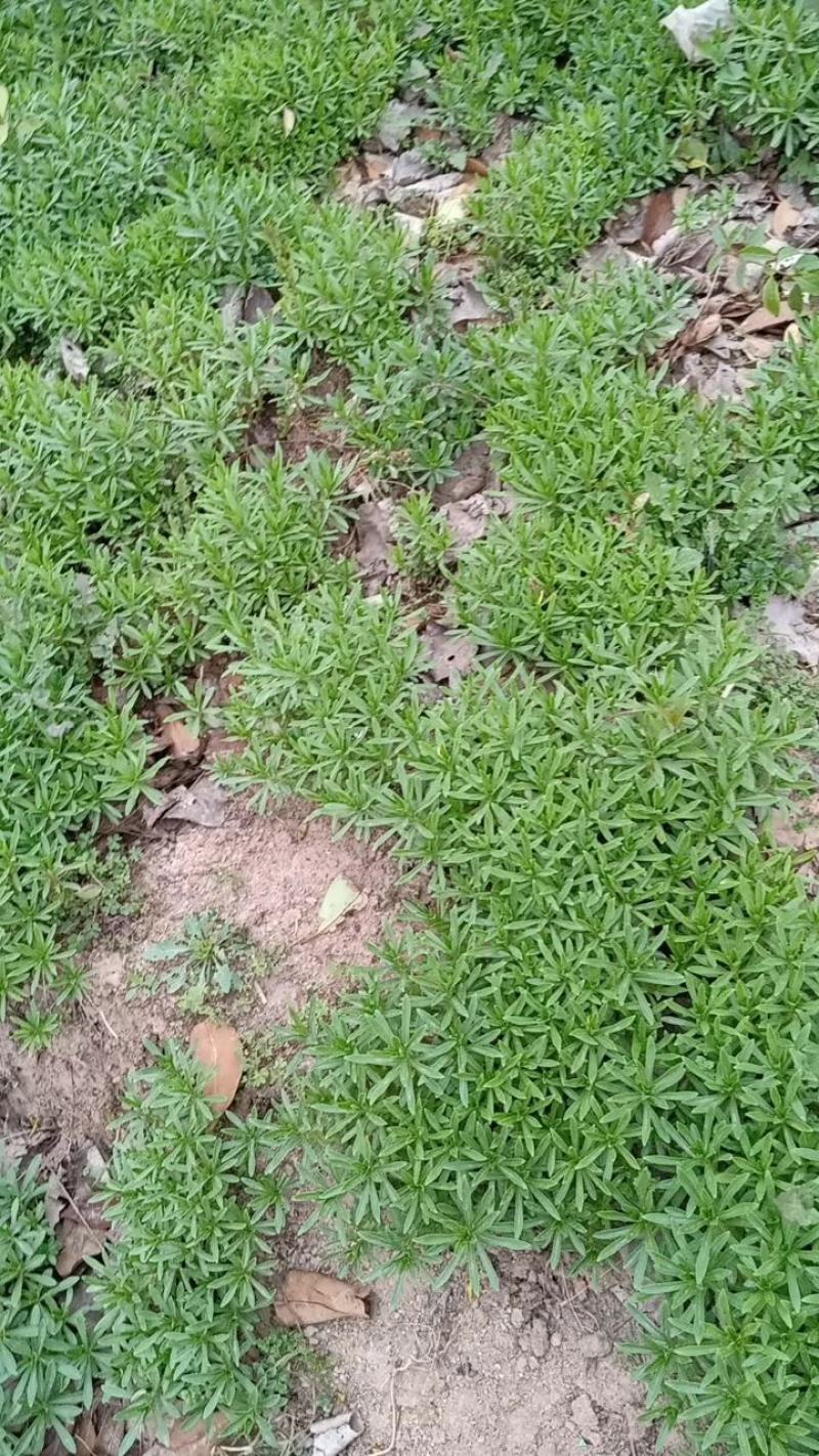 费菜高钙菜苗，多年生阳台盆栽房前屋后均可种植食用观赏均可