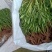 费菜高钙菜苗，多年生阳台盆栽房前屋后均可种植食用观赏均可