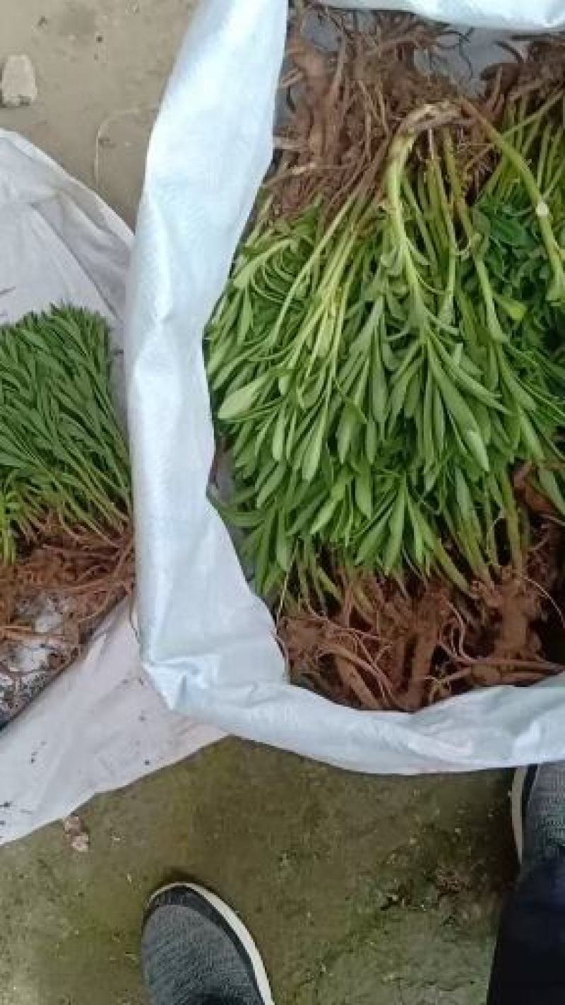 费菜高钙菜苗，多年生阳台盆栽房前屋后均可种植食用观赏均可