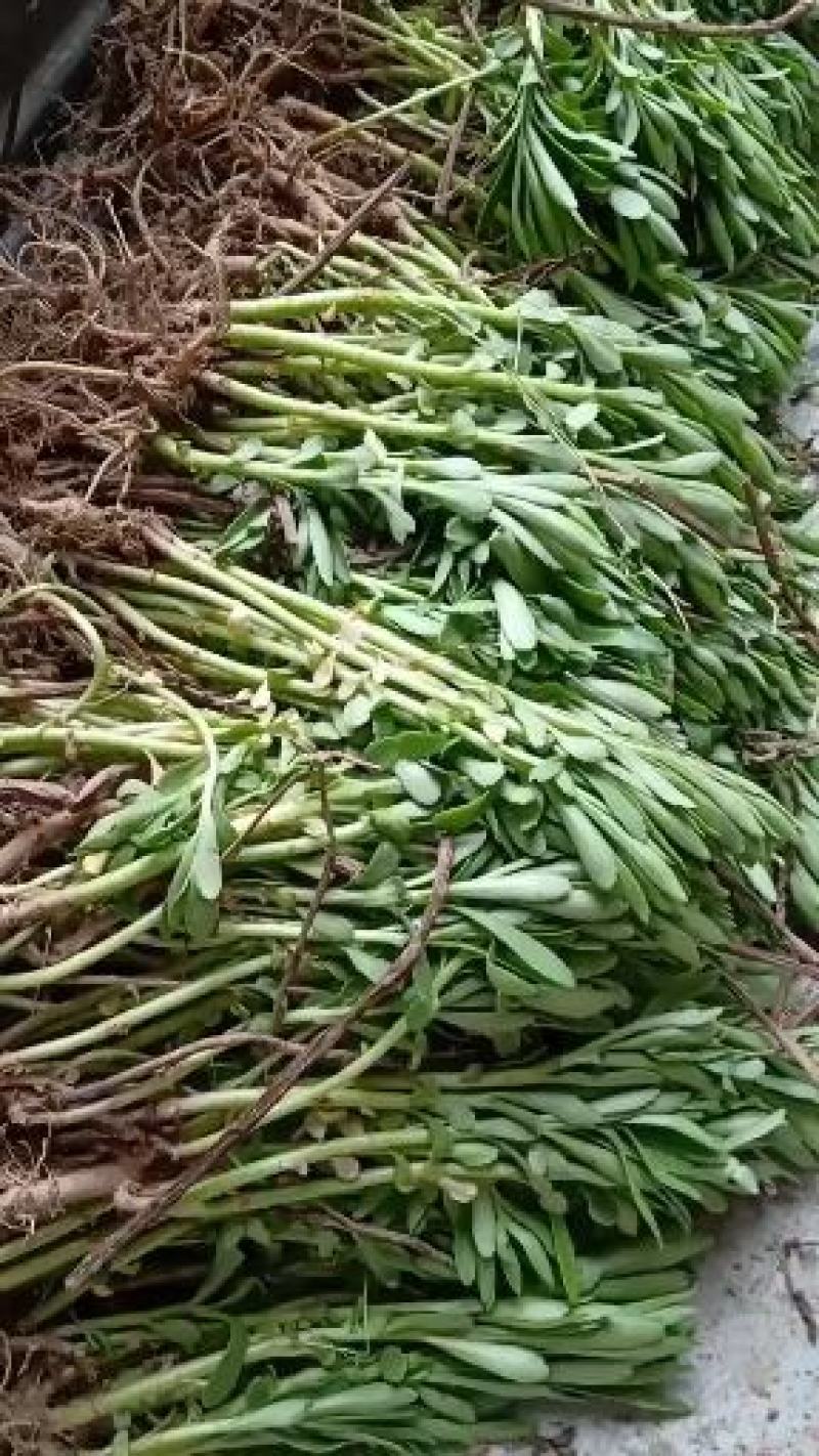 费菜高钙菜苗，多年生阳台盆栽房前屋后均可种植食用观赏均可
