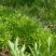 费菜高钙菜苗，多年生阳台盆栽房前屋后均可种植食用观赏均可