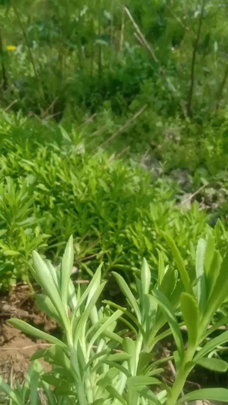 费菜高钙菜苗，多年生阳台盆栽房前屋后均可种植食用观赏均可