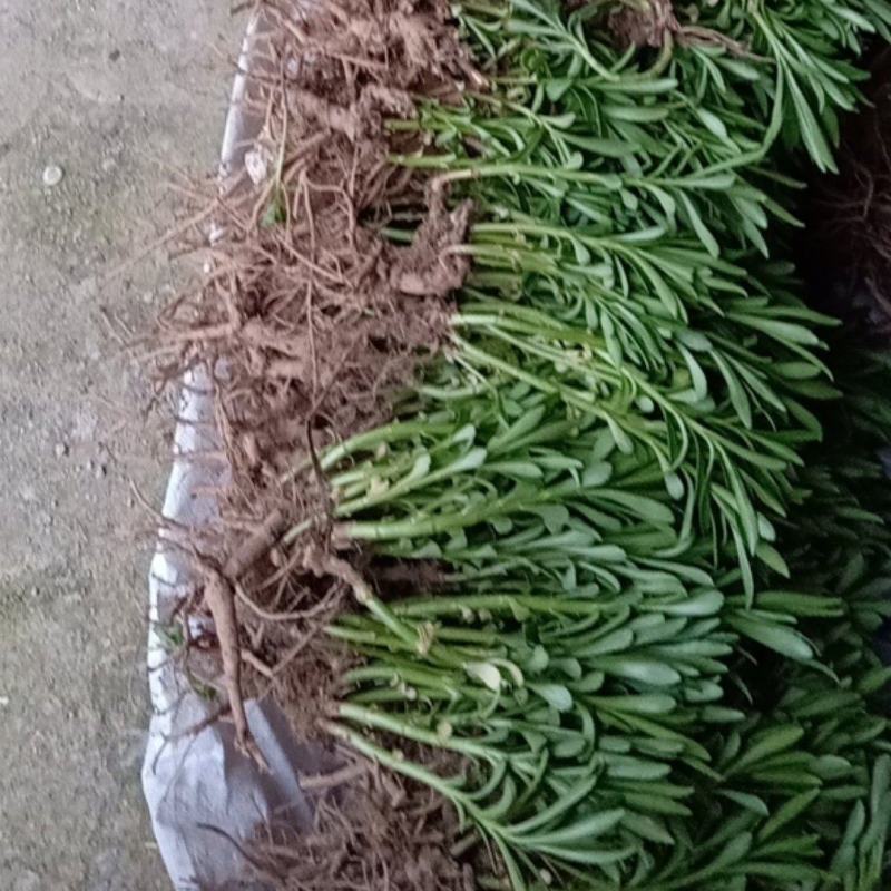 费菜高钙菜苗，多年生阳台盆栽房前屋后均可种植食用观赏均可