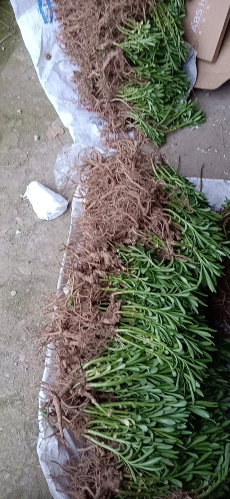 费菜高钙菜苗，多年生阳台盆栽房前屋后均可种植食用观赏均可