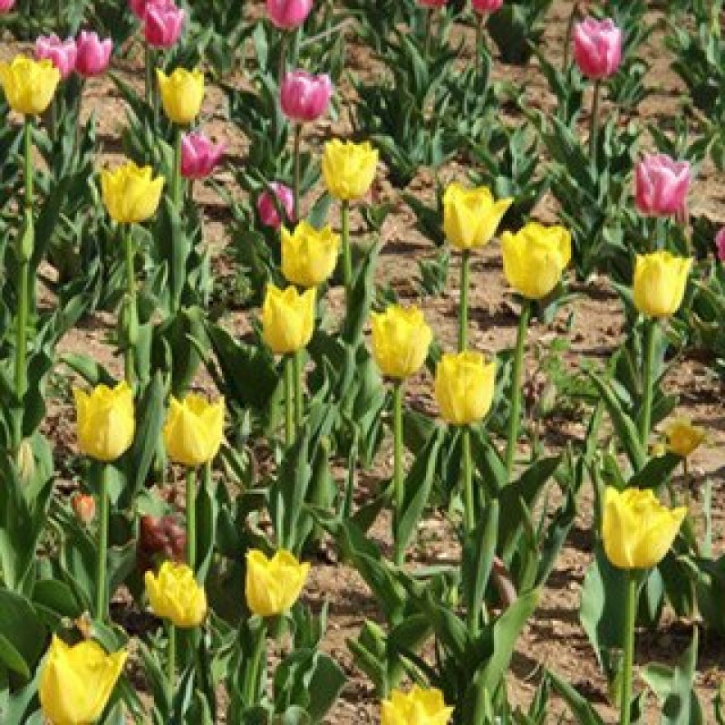 优质郁金香杯苗郁金香花海