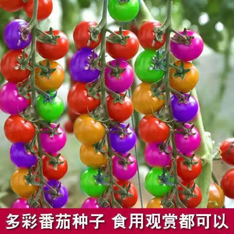多彩水果番茄种子营养水果番茄种子阳台盆栽四季播种圣女果水