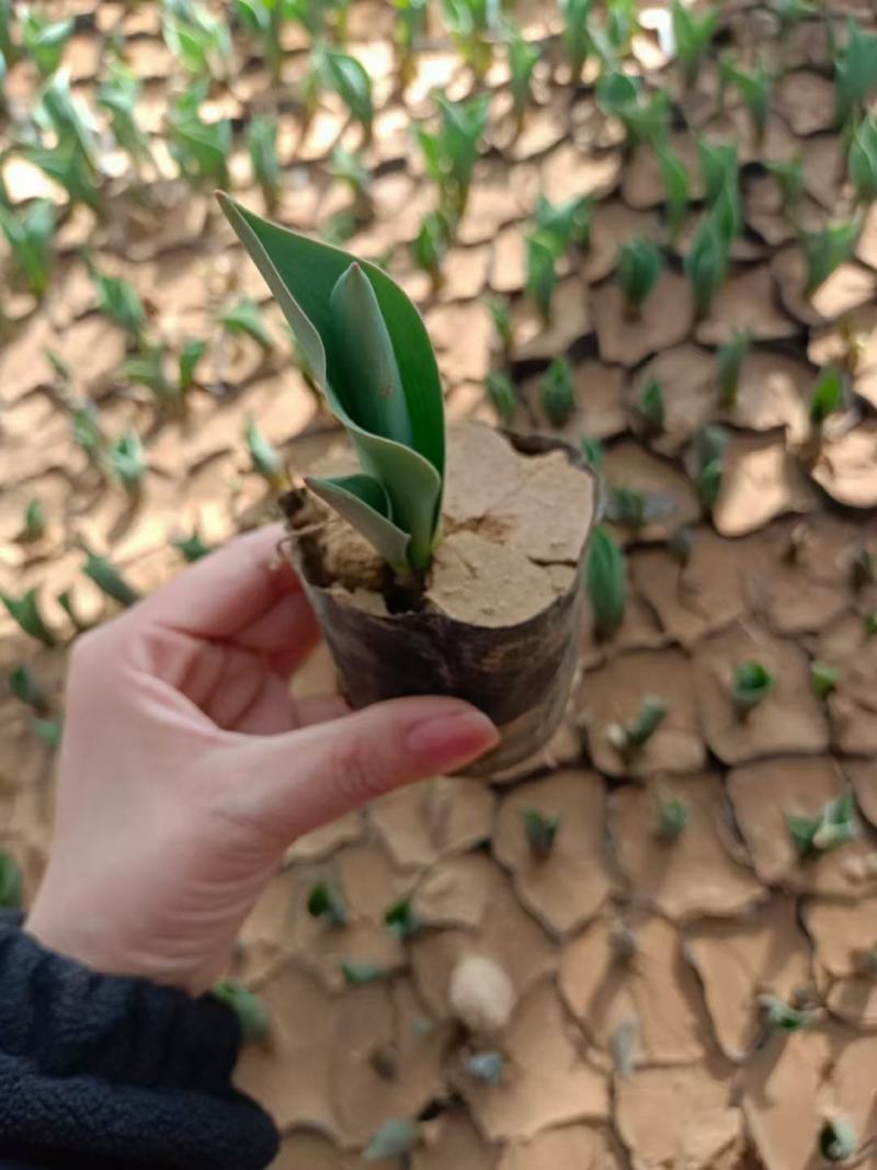 优质郁金香杯苗郁金香花海