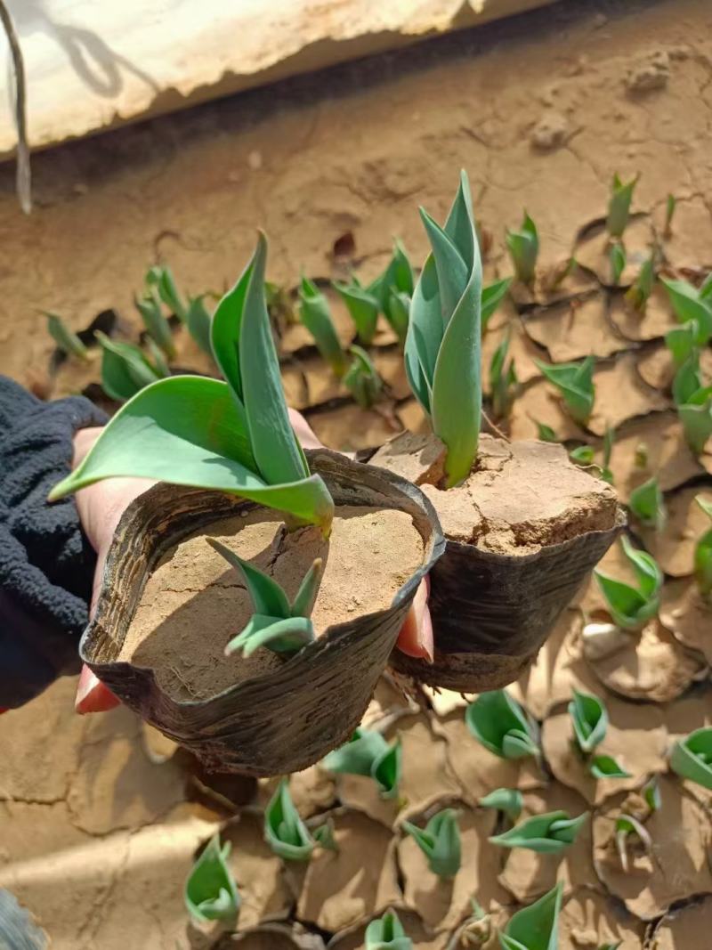 优质郁金香杯苗郁金香花海