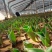 优质郁金香杯苗郁金香花海