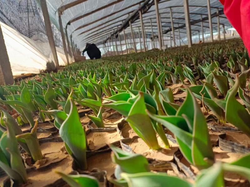 优质郁金香杯苗郁金香花海