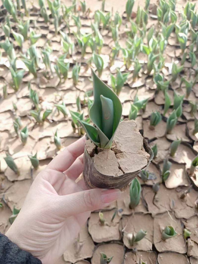 优质郁金香杯苗郁金香花海
