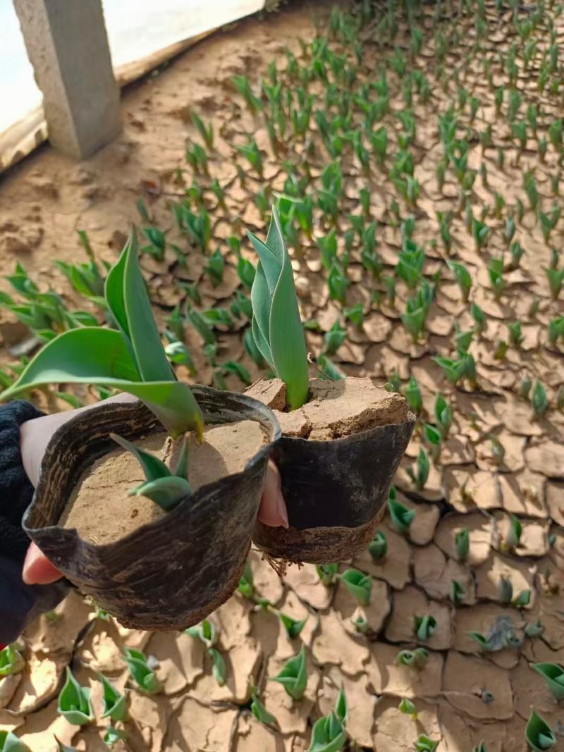 优质郁金香杯苗郁金香花海