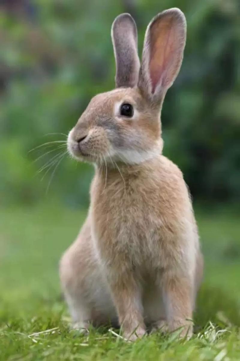 优质种兔，兔苗，抵抗力强，品种好，种兔，肉兔，小兔。