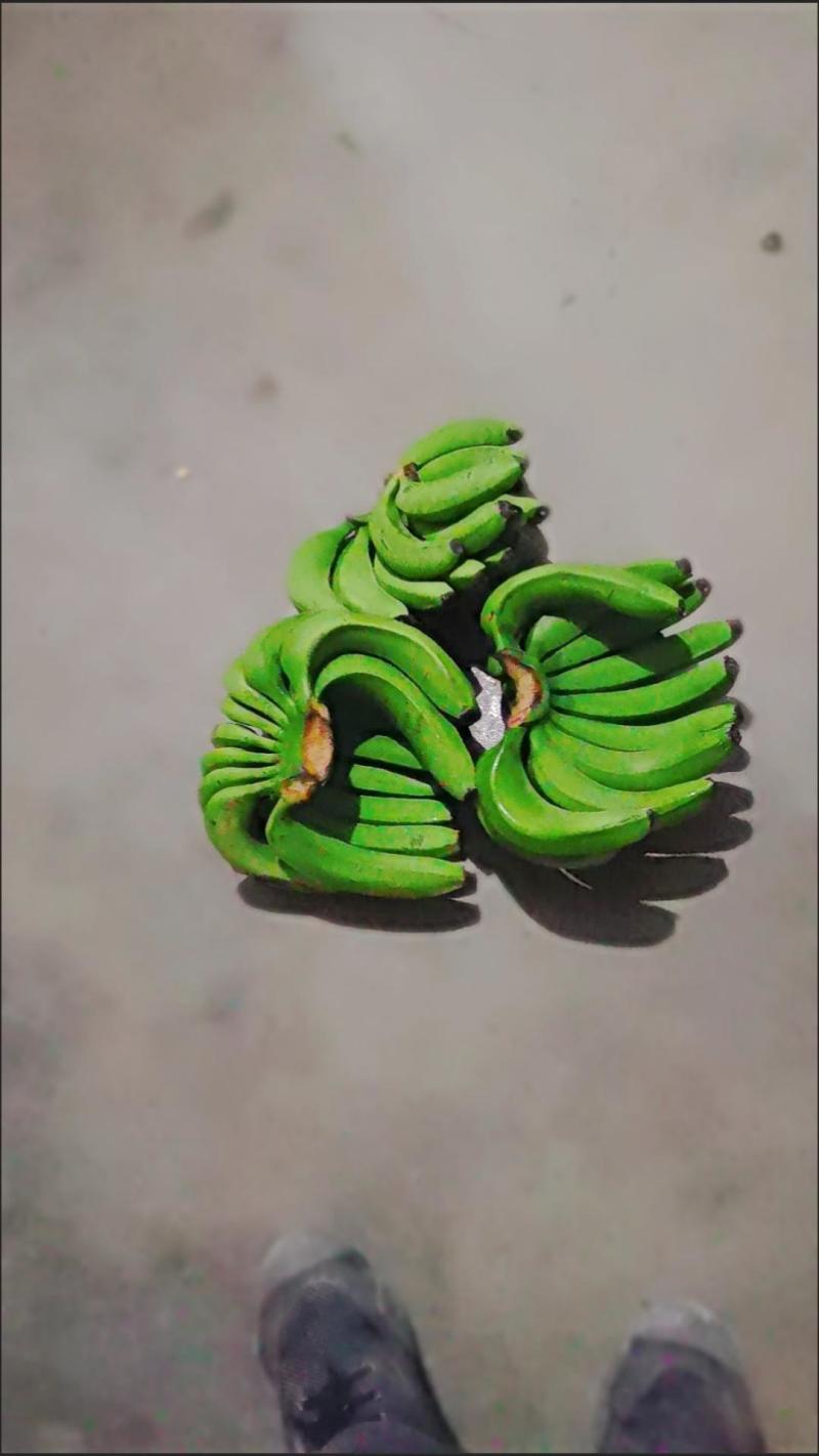 云南高山香甜大香蕉新鲜带箱10斤水果包邮当季整箱自然熟