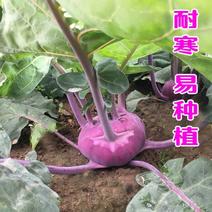 苤蓝种子紫苤兰种子水果苤蓝球茎春秋季种植农家菜园栽蔬菜种