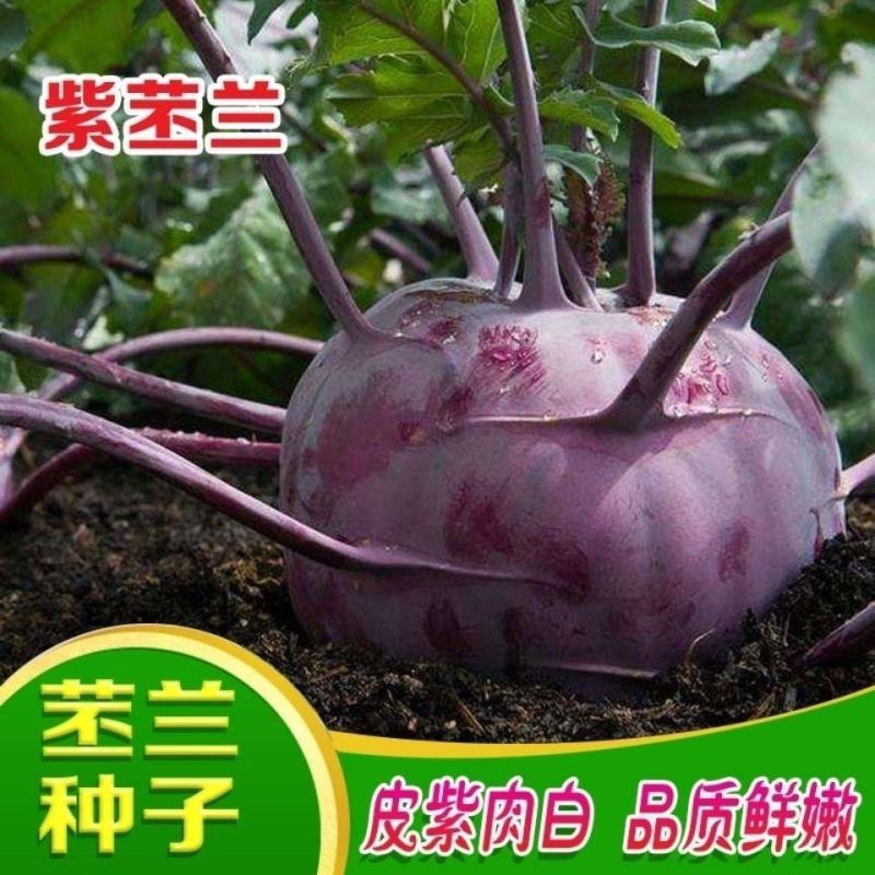 苤蓝种子紫苤兰种子水果苤蓝球茎春秋季种植农家菜园栽蔬菜种