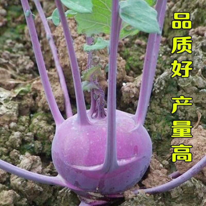 苤蓝种子紫苤兰种子水果苤蓝球茎春秋季种植农家菜园栽蔬菜种