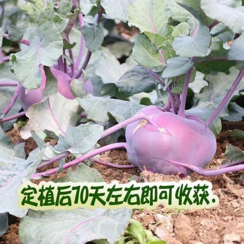 苤蓝种子紫苤兰种子水果苤蓝球茎春秋季种植农家菜园栽蔬菜种