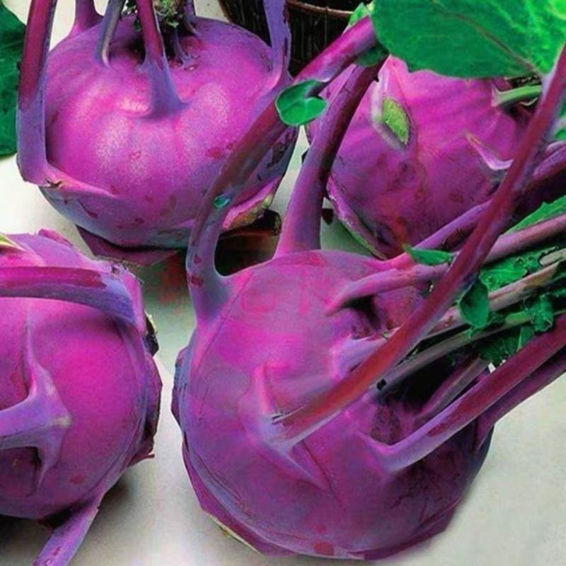 苤蓝种子紫苤兰种子水果苤蓝球茎春秋季种植农家菜园栽蔬菜种
