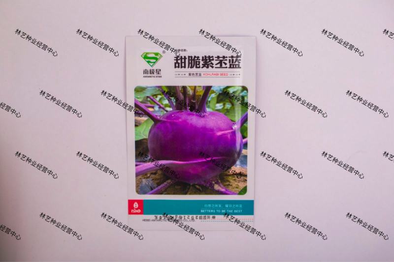 苤蓝种子紫苤兰种子水果苤蓝球茎春秋季种植农家菜园栽蔬菜种