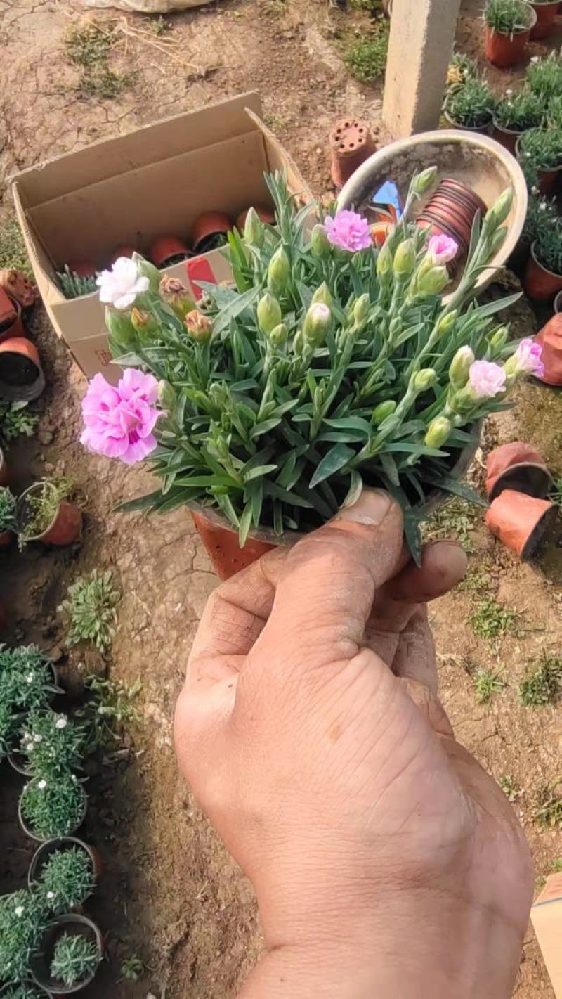 优质初吻石竹康乃馨各类规格都有
