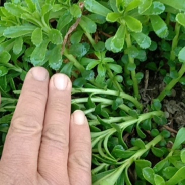 费菜高钙菜苗，多年生阳台盆栽房前屋后均可种植食用观赏均可