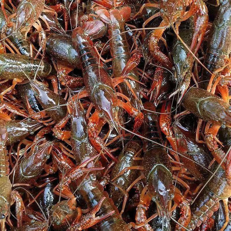 江苏小龙虾鲜活红壳虾各种规格龙虾批发一手货源自家养殖