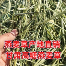 甘肃燕麦草质量好水分低干度干，种植面积大草绿没土