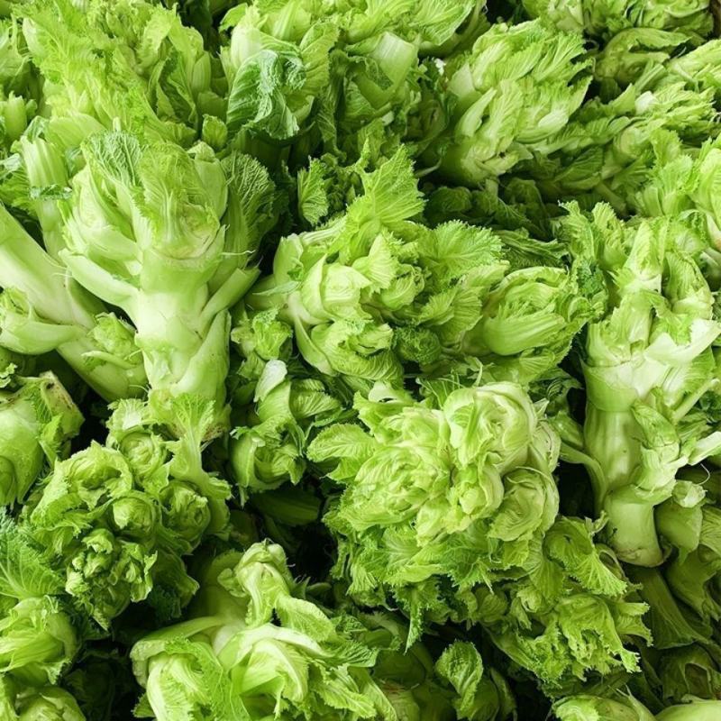 儿菜种子娃娃菜抱母子脆嫩娃娃菜芥菜泡菜青菜头秋季播耐寒蔬
